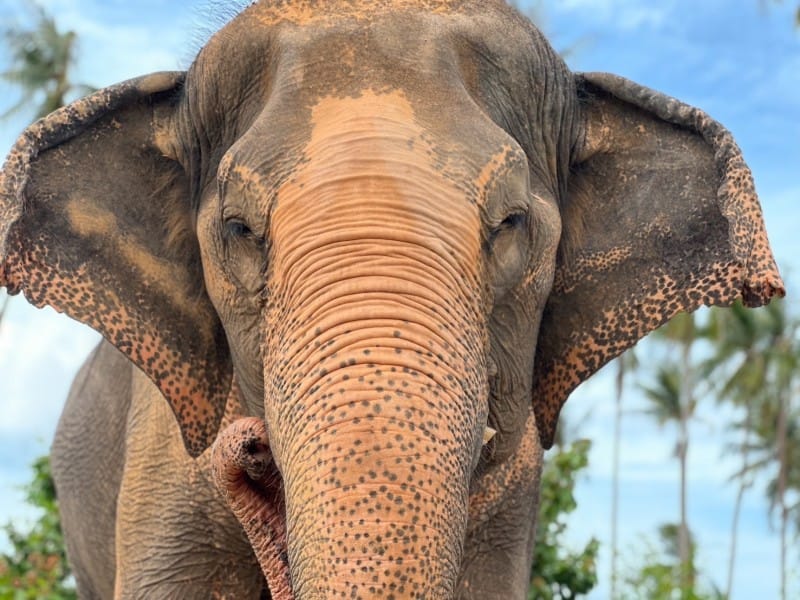 Baby Lucky — Samui Elephant Home