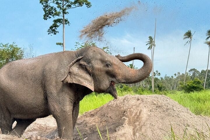 Baby Lucky at Samui Elephant Home